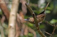 Monarque brun – Southern Shrikebill – Clytorhynchus p. pachycephaloides