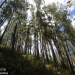 Plantation de pinus