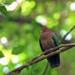 Colombine du Pacifique sur le sentier du Pont Tamanou
