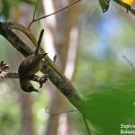 Monarque brun sur le sentier du Pont Tamanou, Acrobaties