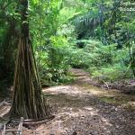 Forêt humide du sentier tamanou