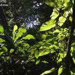 Ombres et lumières des forêts calédoniennes