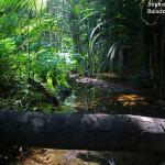Petit creek