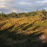 Plantation de pinus le long de la Konetiwaka
