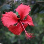 Hibiscus