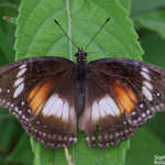 Hypolimnas bolina-femelle