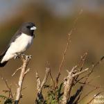 Langrayen à ventre blanc, appelé également hirondelle busière, Creek salé, Pouembout