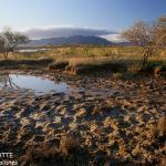 Les prés salés de Pouembout