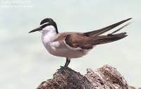 Sterne bridée – Bridled Tern – Onychoprion anaethetus