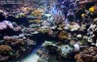 Aquarium des lagons, entre rêve et réalité