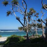Pandanus le long de la plage au col du casse-cou