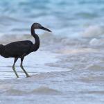 Aigrette sacrée, Ouvéa