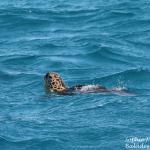 Tortue verte dans la baie de Mouli
