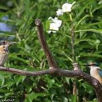 Martin-chasseur sacré à Gossanah