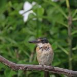 Martin-chasseur sacré à Gossanah