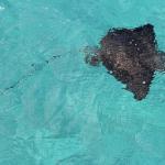 Raie léopard sous le pont de Mouli
