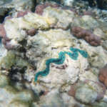 Bénitier dans la baie de Mouly