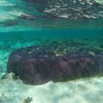 Coraux devant la plage de Tiberia