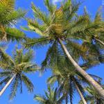 Cocotiers sur la plage d'Eni