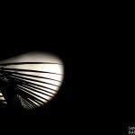 Cocotier au clair de lune