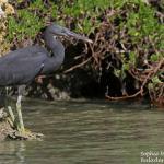 Aigrette sacrée sur la plage de Mebuet