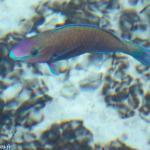 Poissons dans l'aquarium naturel de Mare