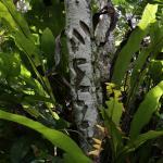 Inscriptions sur un arbre près du trou de Bone