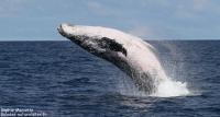 Sortie Whalewatching du 21/07/2018 Une baleine se donne en spectacle