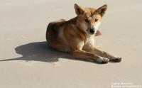 Fraser Island, l’île aux dingos