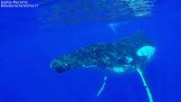 Rencontre avec les baleines de Bora Bora