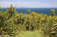 Suivez-moi à la recherche des oiseaux sur Tiritiri Matangi Island