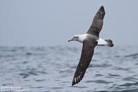 Observer les oiseaux de Nouvelle-Zélande