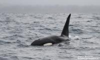Orque – Orcinus orca