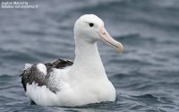 Observation des albatros à Kaikoura