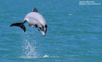 Nager avec les dauphins d’Hector à Akaroa