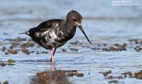 Echasse noire – Black stilt – Himantopus novaezelandiae