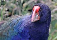 Takahé du Sud – South Island takahe – Porphyrio hochstetteri