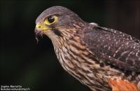 Faucon de Nouvelle-Zélande – New Zealand Falcon – Falco novaeseelandiae