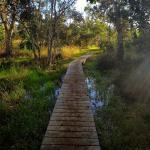 Sentier de la forêt des origines du lagon