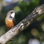 Siffleur itchong, mâle