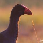 Talève sultane dans la lumière du soir, Domaine de Déva