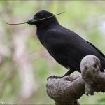 Corbeau calédonien, Domaine de Deva