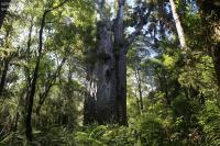 A la découverte des Kauri géants de Waipoua