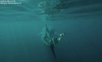 Nager avec les requins baleines à Ningaloo Reef