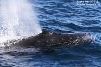 Où voir les baleines en Islande : les meilleurs sites pour observer les cétacés