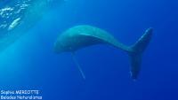 Tonga : Nager avec les baleines