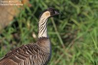 Bernache néné – Néné Hawaiian Goose – Branta sandvicensis