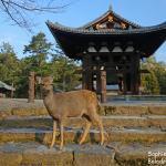 Cerf sika dans le sanctuaire de Nara