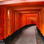 Les milliers de torii de Fushimi Inari