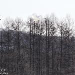 Grues du Japon, Kushiro